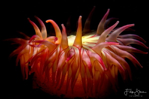 A deep red Dahlia anemone (Urticina felina) on the seabed... by Filip Staes 